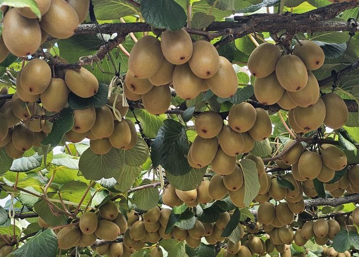  at 136 Kelly Road, Te Puke, Western Bay Of Plenty, Bay Of Plenty