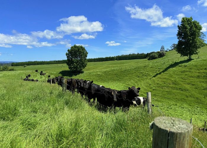 at Lot 6, 1409 Rangiuru Road, Te Puke, Western Bay Of Plenty, Bay Of Plenty