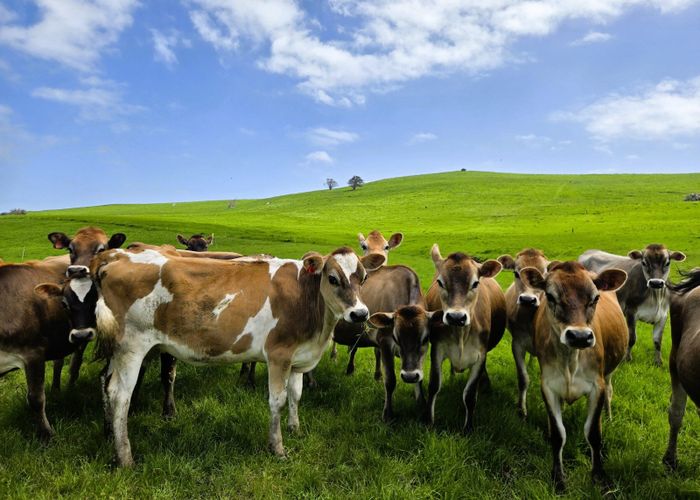  at 3050 Mititai Road, Dargaville, Kaipara, Northland