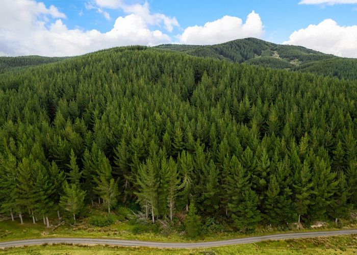  at Benmore II Forest, Winton, Southland, Southland