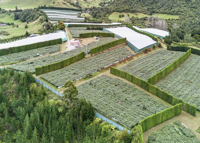  at 36B Demeter Road, Te Puke, Western Bay Of Plenty, Bay Of Plenty