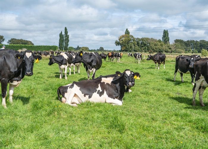  at 249 Plaskett Road, Fernside, Waimakariri, Canterbury