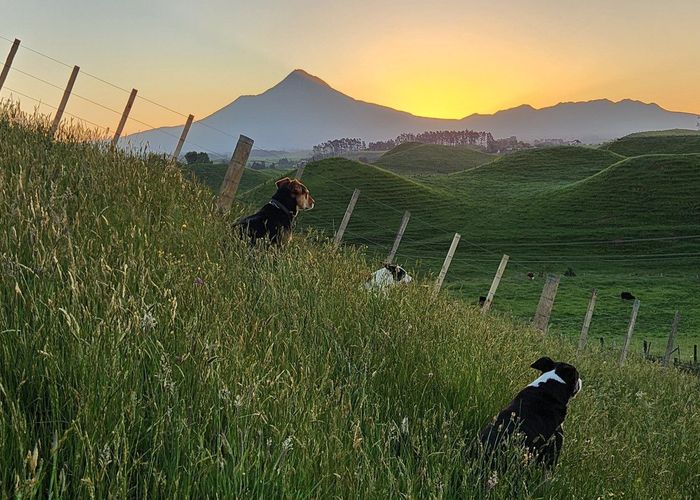  at 964 Tarata Road, Inglewood, New Plymouth, Taranaki