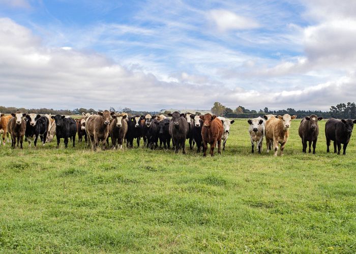  at 169 Bennetts Road, Oxford, Waimakariri, Canterbury