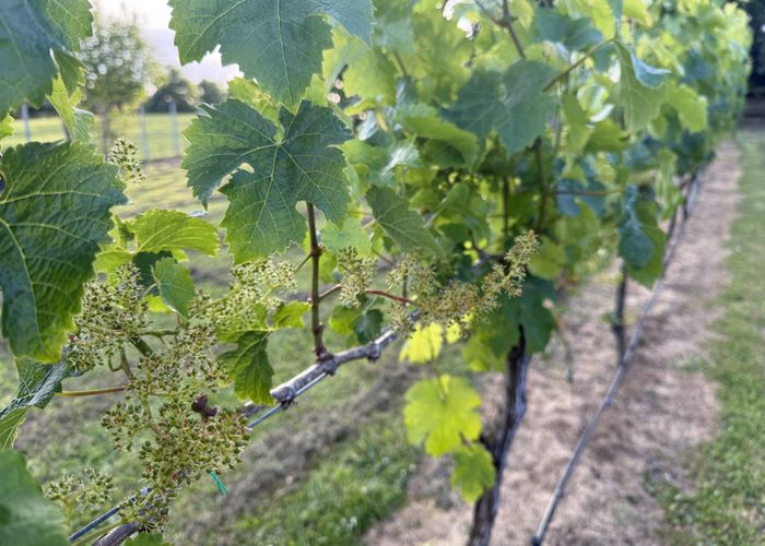  at 177 Taupaki Road, Taupaki, Rodney, Auckland