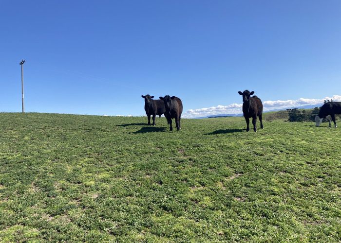  at Ohiti Road, Crownthorpe, Hastings, Hawke's Bay