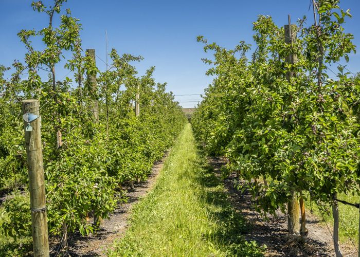  at Rakete Orchards LP, Hastings Central, Hastings, Hawke's Bay