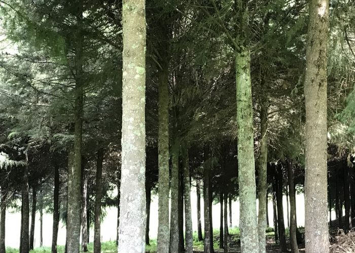  at 67 Tangye Road, Oruanui