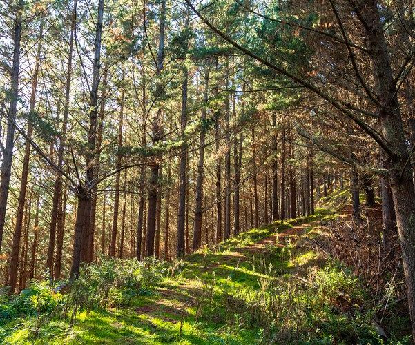  at Okoia Forests 1 & 2, Okoia, Whanganui, Manawatu / Whanganui