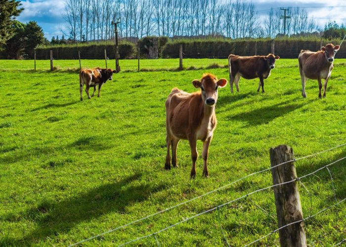  at Lot 4 Tauraroa Road, Maungakaramea, Whangarei, Northland