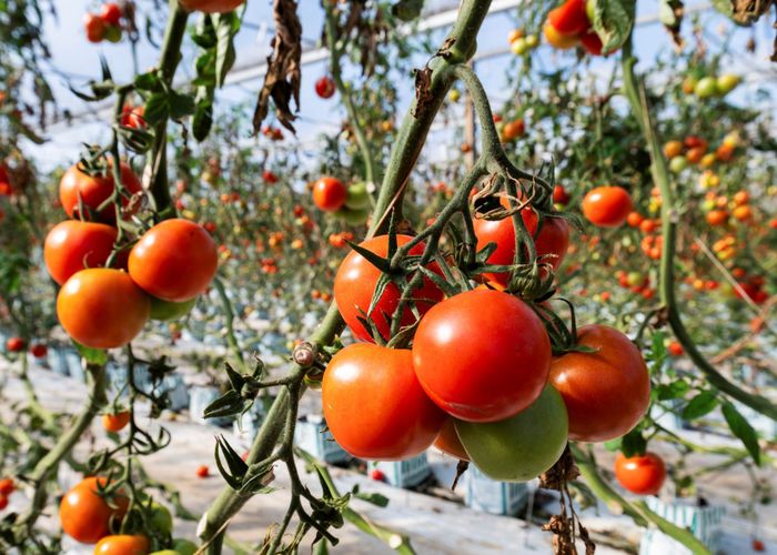  at 111A Buckville Road, Buckland, Pukekohe