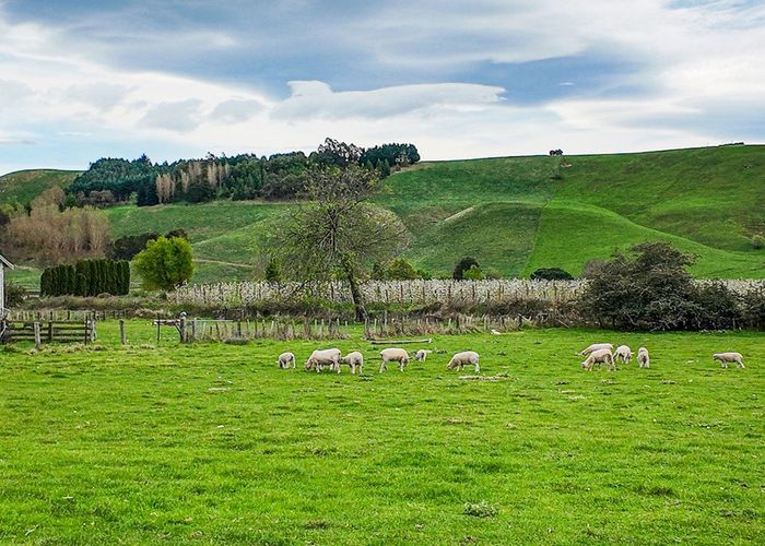  at 118 Wenley Road, Raukawa, Hastings, Hawke's Bay