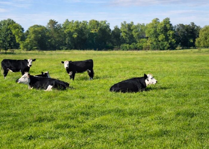  at 46B Hana Lane, Tamahere, Waikato, Waikato