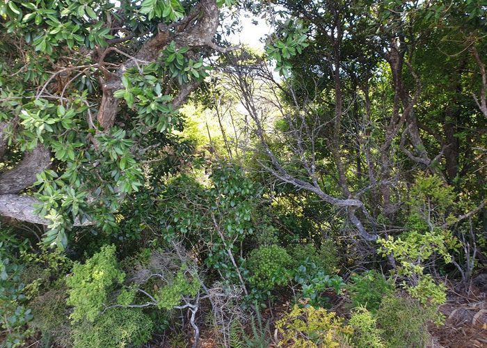  at 949 Tuateawa Road, Tuateawa, Thames-Coromandel, Waikato