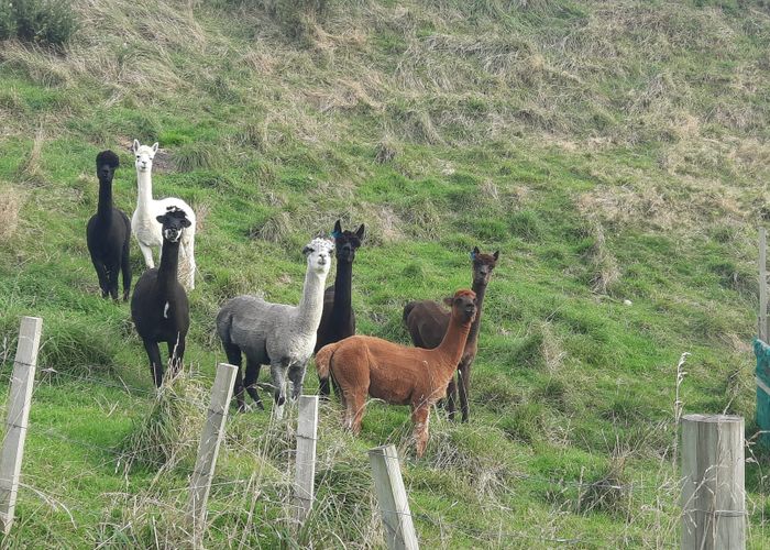  at 638 Saddle Road, Ashhurst, Palmerston North, Manawatu / Whanganui