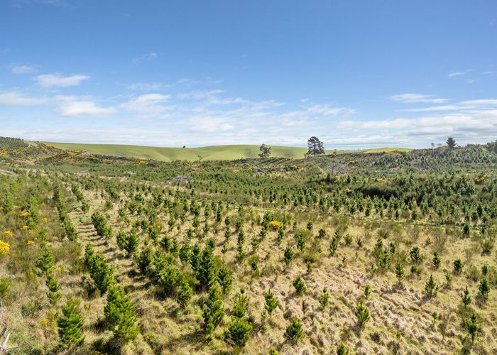 at Claim Ground Forest, Waitahuna, Clutha, Otago