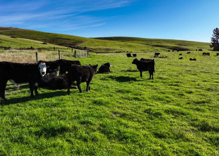  at 219 Dunrobin Valley Road, Mossburn, Southland, Southland