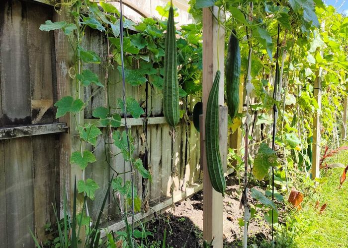  at 55 Williamson Avenue, Belmont, North Shore City, Auckland