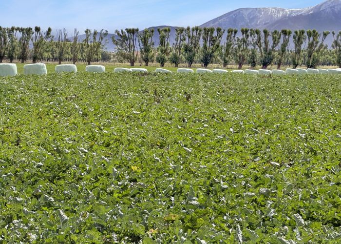  at Bypass Road, Ranfurly, Central Otago, Otago