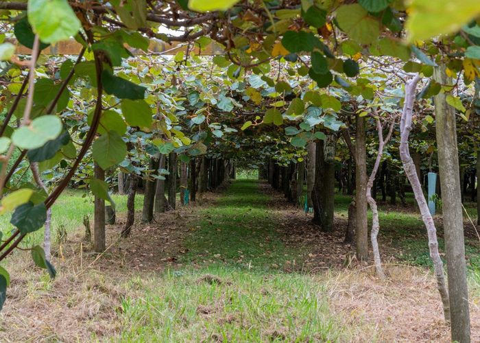  at 99 Homewood Drive, Te Puke, Western Bay Of Plenty, Bay Of Plenty