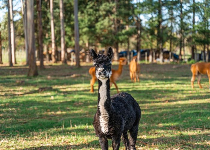  at 492 Upper Plain Road, Upper Plain, Masterton