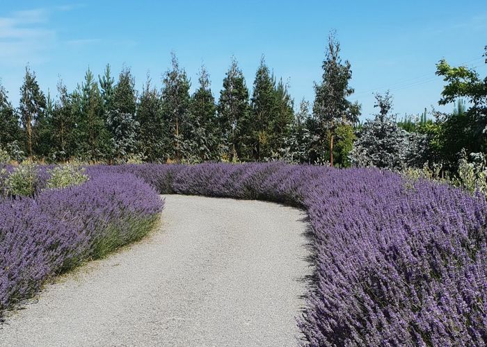  at 520 Boundary Road, Swannanoa, Rangiora