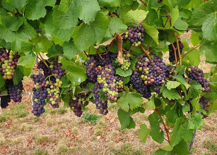  at 351 Maori Point Road, Tarras, Central Otago, Otago