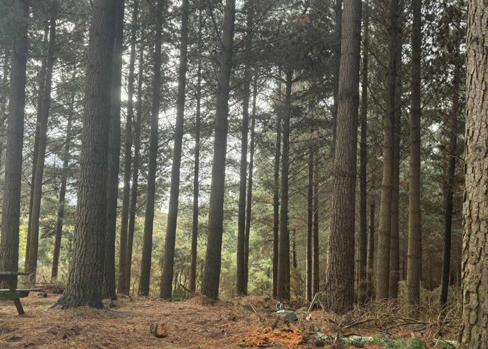  at 1 Bells Bush Road and Sinclair Road, Waihola, Clutha, Otago