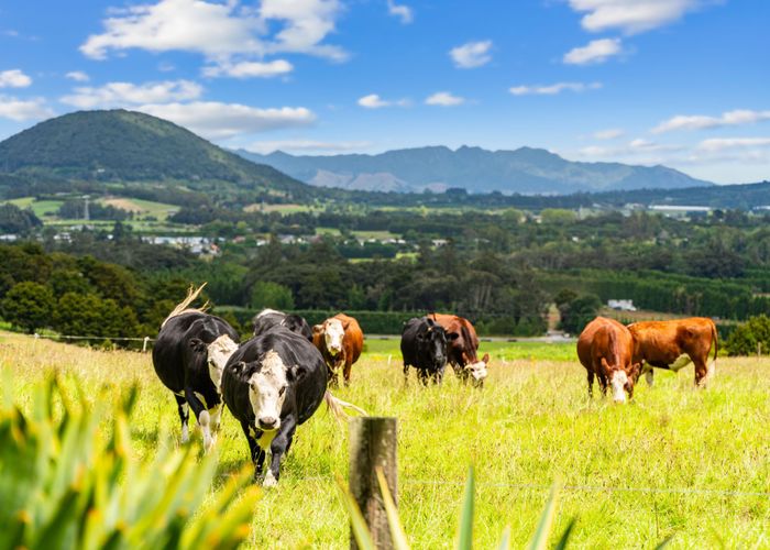  at 992 State Highway 14, Maungatapere, Whangarei, Northland