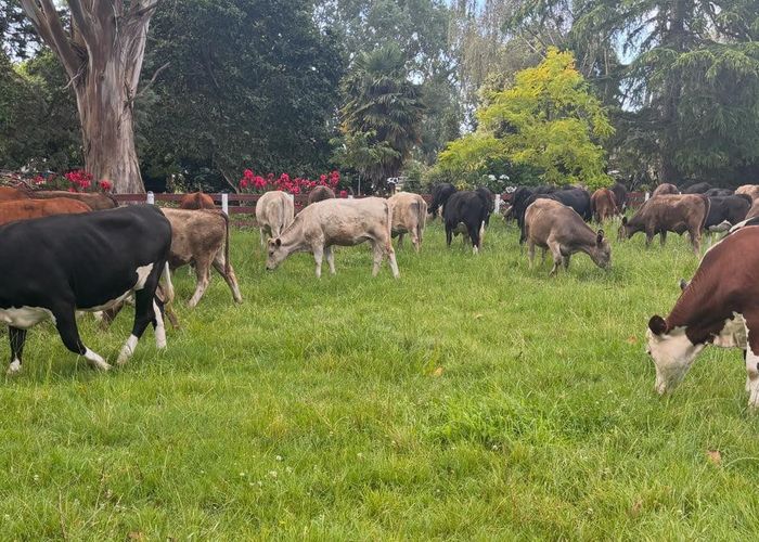  at 6520 Wilson Road (SH2), Netherton, Hauraki, Waikato