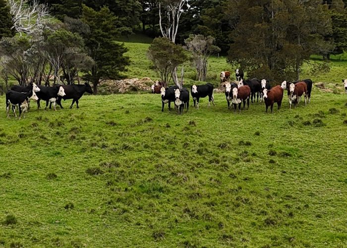  at 2895 State Highway 1, Okaihau, Far North, Northland