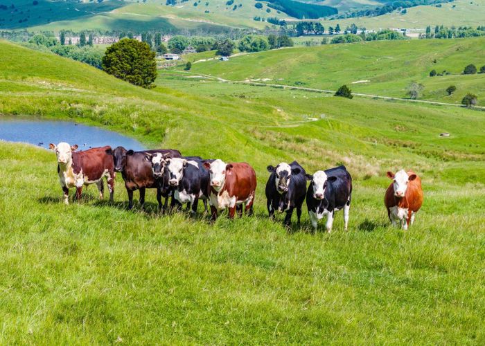  at 162 Tangowahine Valley Road, Tangowahine, Kaipara, Northland