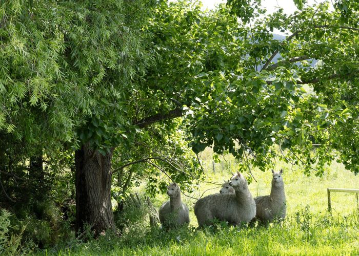  at 530 Old Woodcocks Road, Kaipara Flats, Rodney, Auckland
