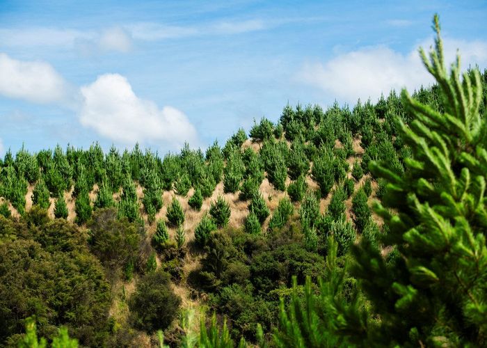  at Turakina Forest, Turakina, Rangitikei, Manawatu / Whanganui