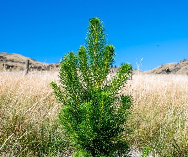 at Masons Flat Forest, Hawarden, Hurunui, Canterbury