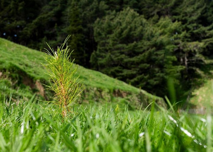  at Merlo Forest, Eketahuna, Tararua, Manawatu / Whanganui