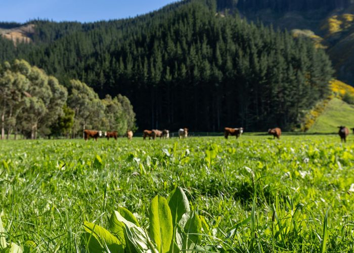  at 208 Mount Riley Road, Okaramio, Marlborough, Marlborough