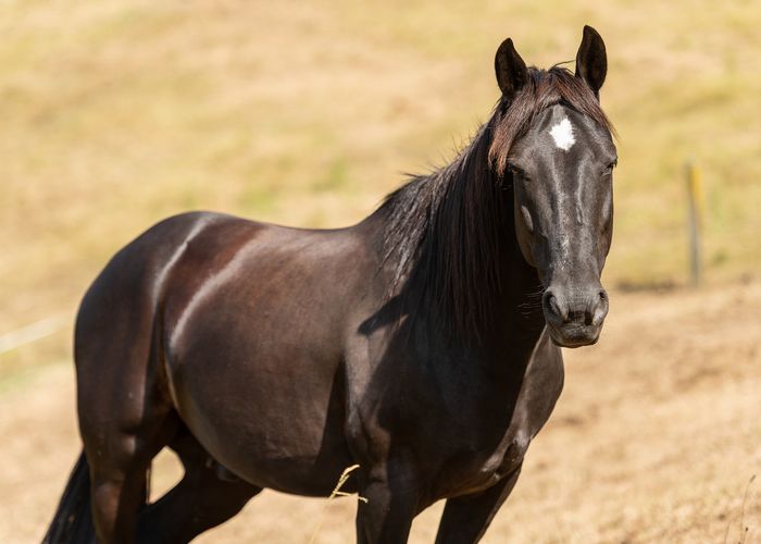  at 50 Corbett Drive, Minden, Tauranga