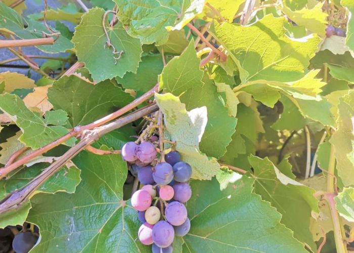  at 11 Jellicoe Avenue, Wairoa, Wairoa