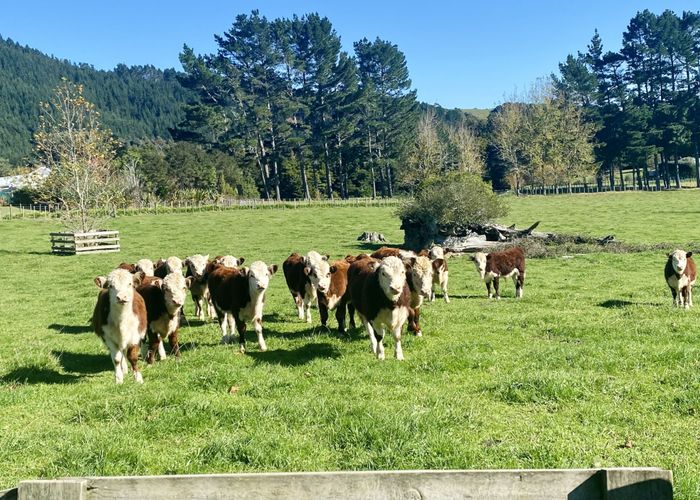  at 11 Millett RD, Whangaripo, Wellsford