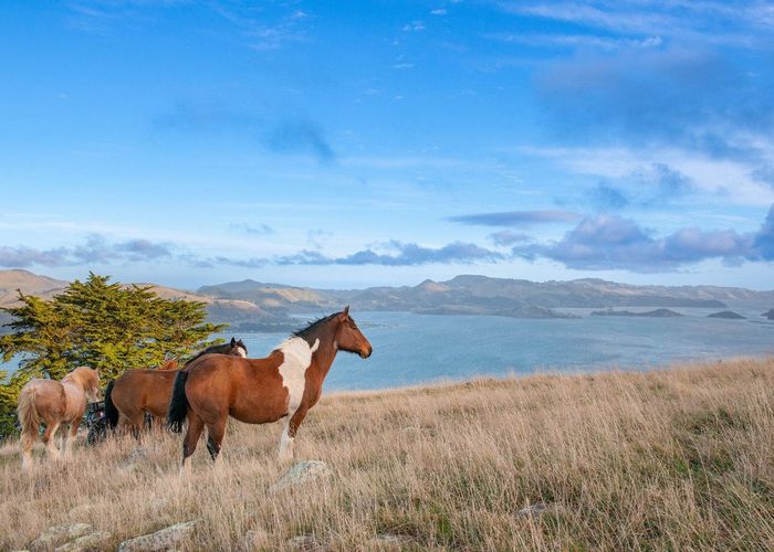  at 378 Heyward Point Road, Heyward Point, Port Chalmers