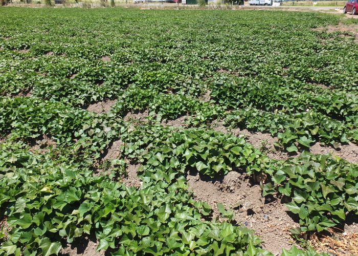 at 57 Heawa Road, ARATAPU, DARGAVILLE