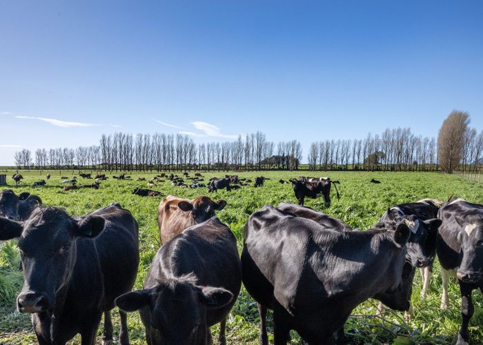  at 206B Thornton Road, Thornton, Whakatane, Bay Of Plenty