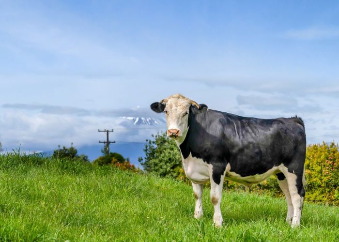  at 65 Mountain Road, Sentry Hill, New Plymouth