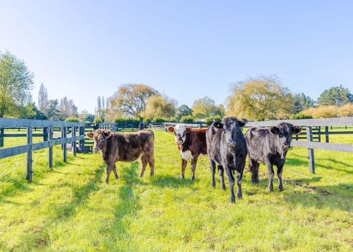  at 503 Pickering Road, Tamahere, Waikato, Waikato