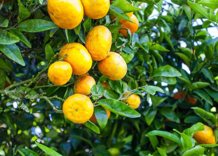  at 721 Thornton Road, Thornton, Whakatane, Bay Of Plenty