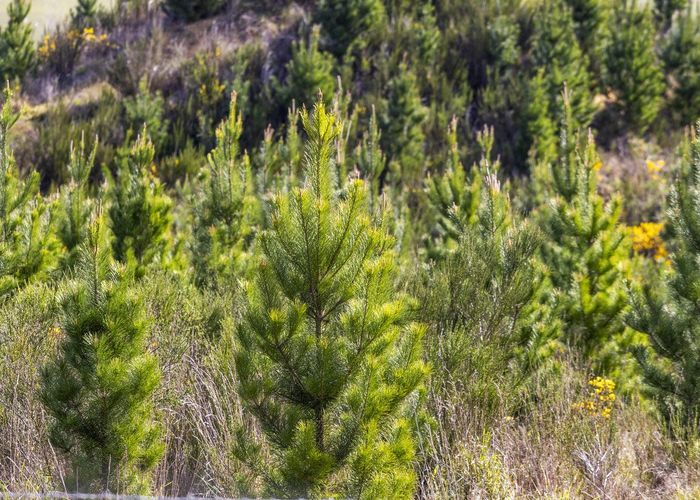  at Claim Ground Forest, Waitahuna, Clutha, Otago