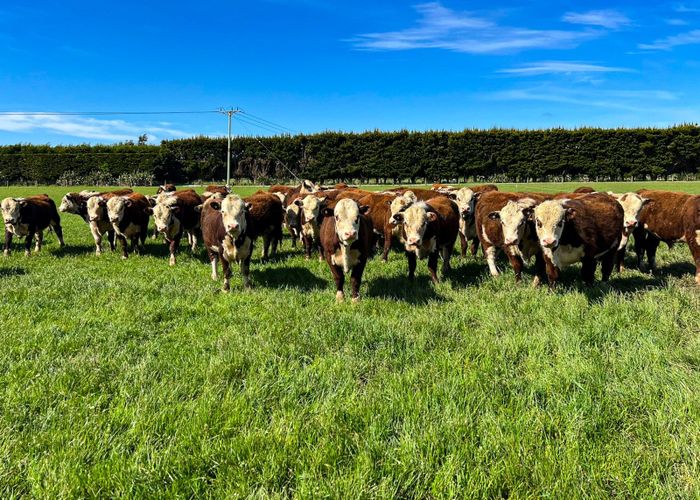  at 98 Taramoa Plains Road, Wallacetown, Southland, Southland