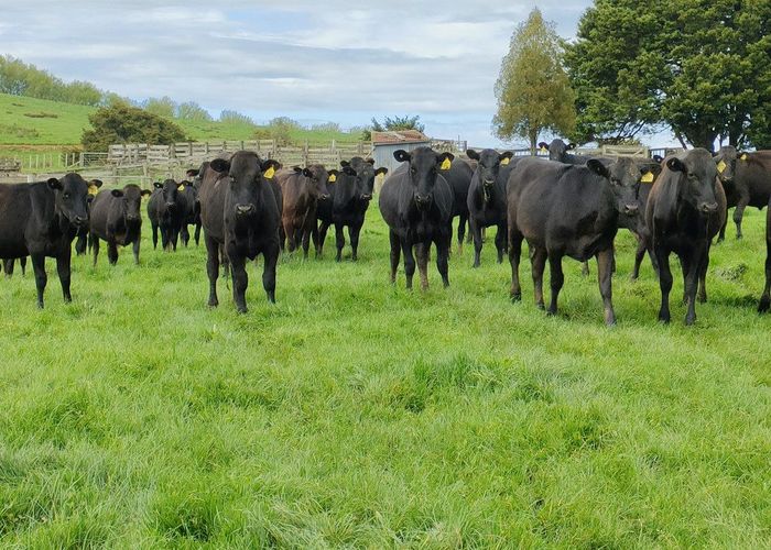  at 895 Wairamarama-Onewhero Road, Meremere, Waikato, Waikato