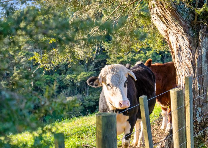  at 389A Crane Road, Kauri, Whangarei, Northland